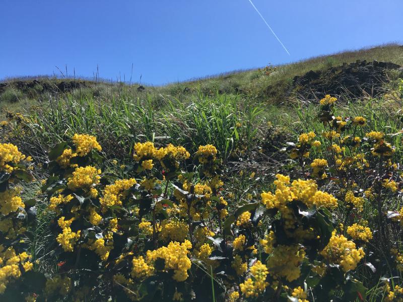 gallery/portland_spring_19.jpg
