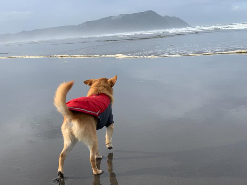 gallery/beach_sept_077.jpg