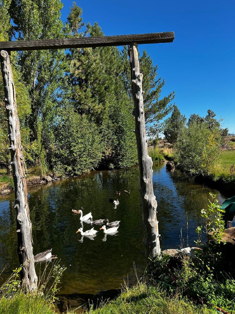gallery/blueberryCampingBend_049.jpg