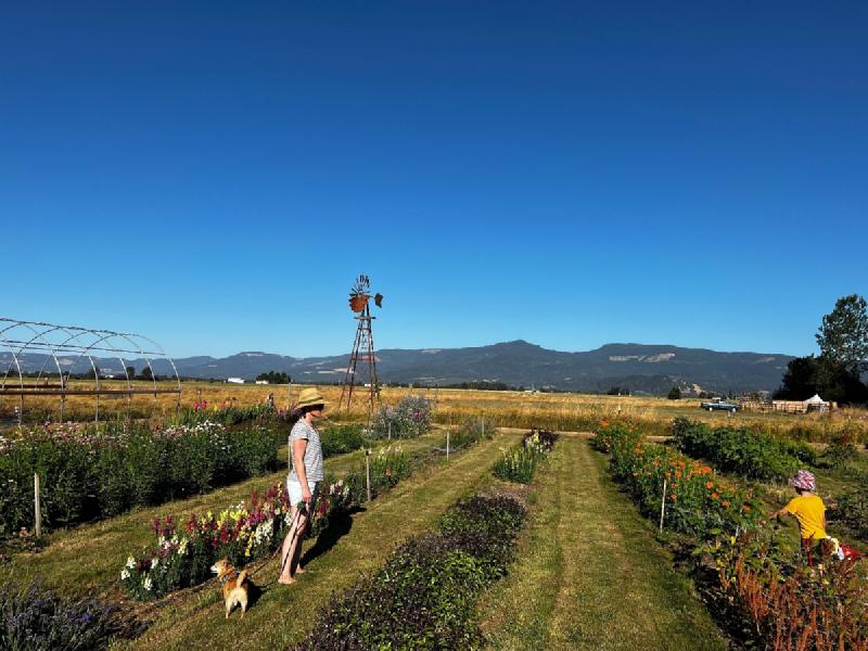 gallery/blueberryFlowerCamping_03.jpg