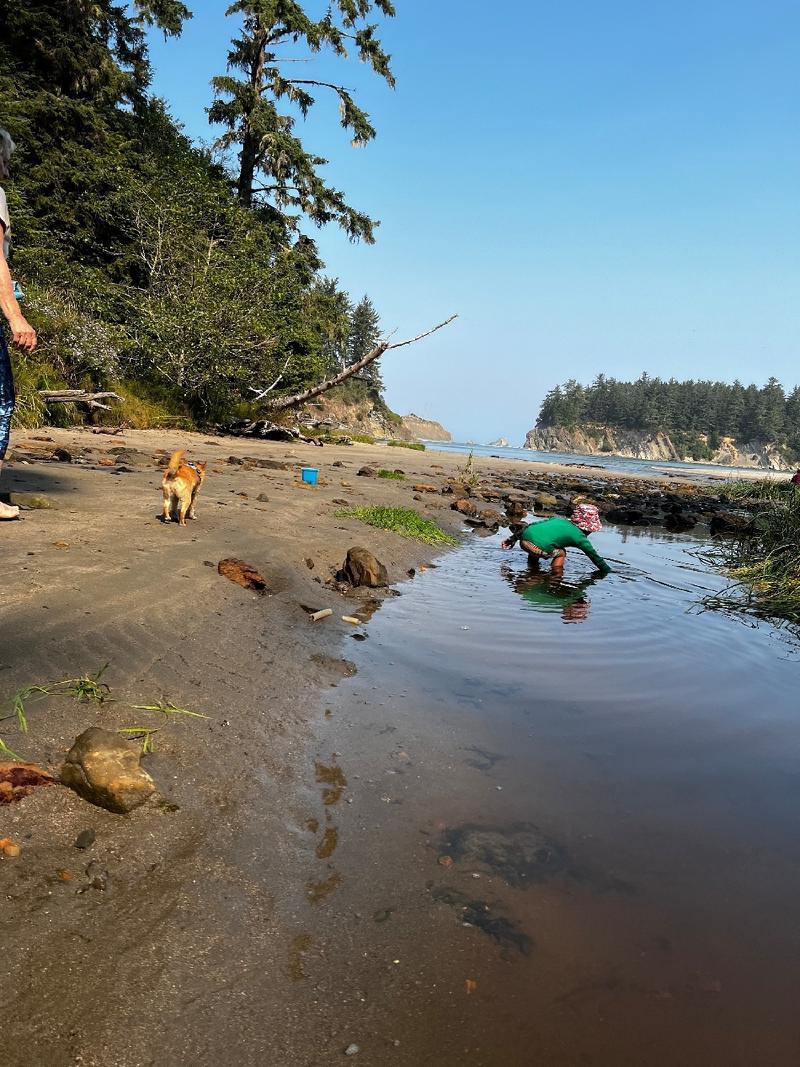 gallery/blueberryCoosBay_34.jpg
