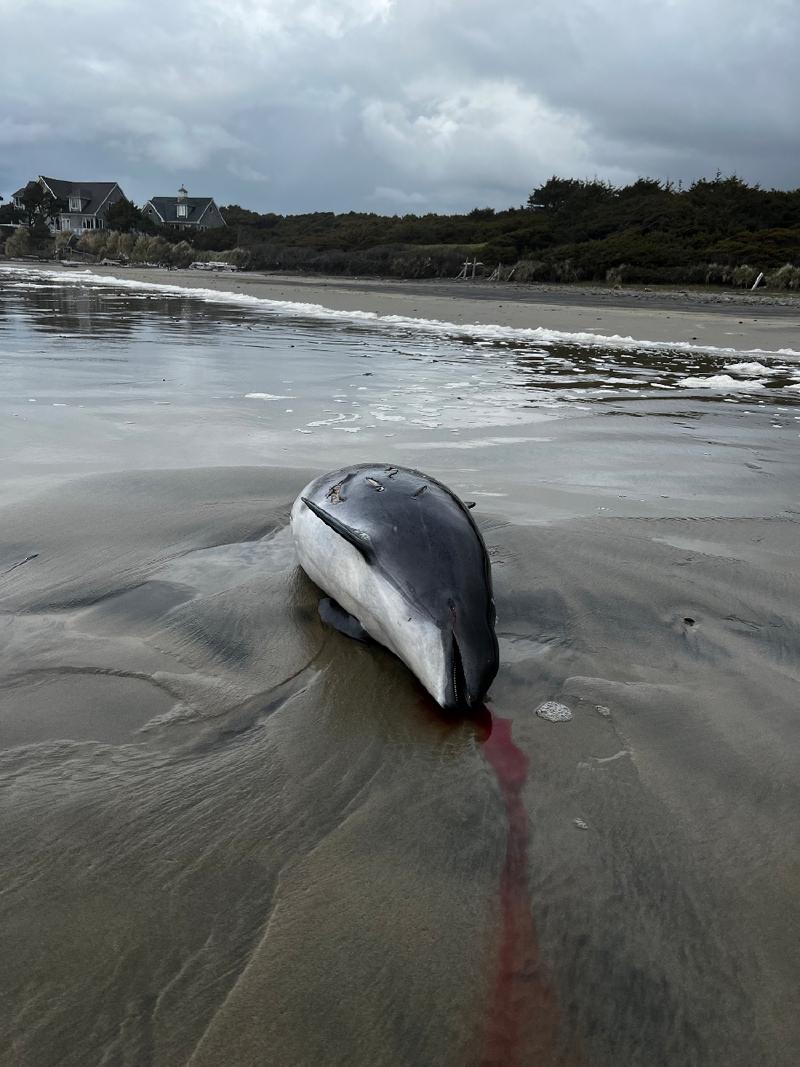 gallery/yachats_193.jpg