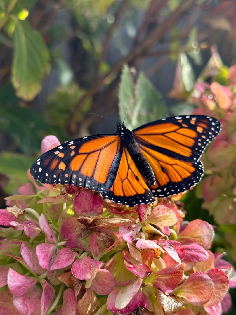gallery/monarchs_02.jpg