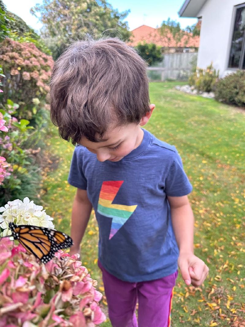 gallery/monarchs_11.jpg
