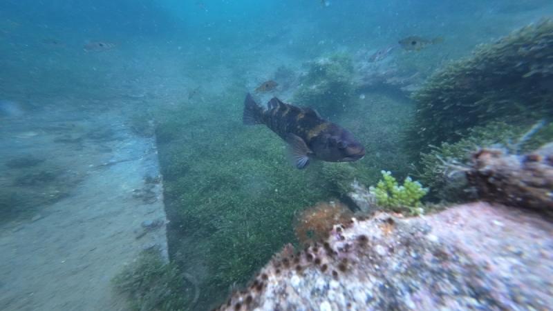 gallery/funDive_14.jpg