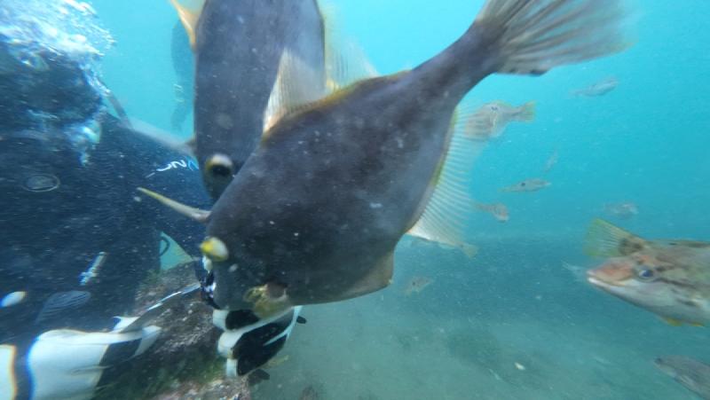 gallery/funDive_37.jpg