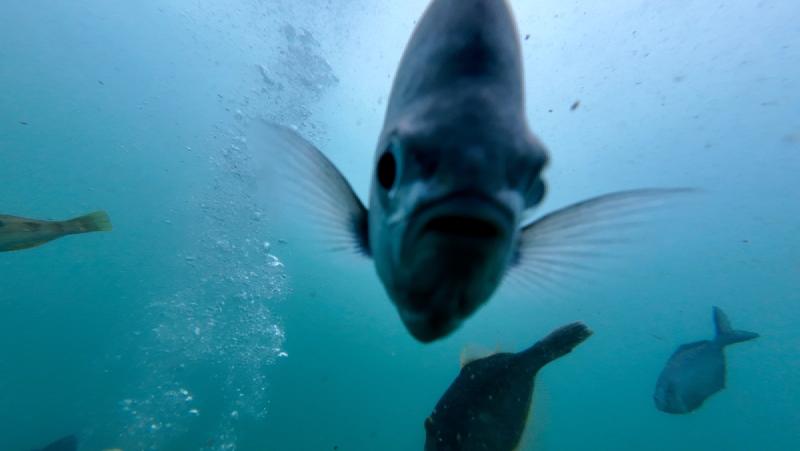 gallery/funDive_44.jpg