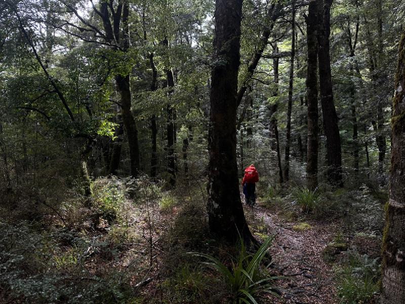 gallery/hikeSpeargrassHut64.jpg