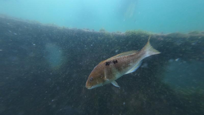 gallery/openWaterDive_18.jpg