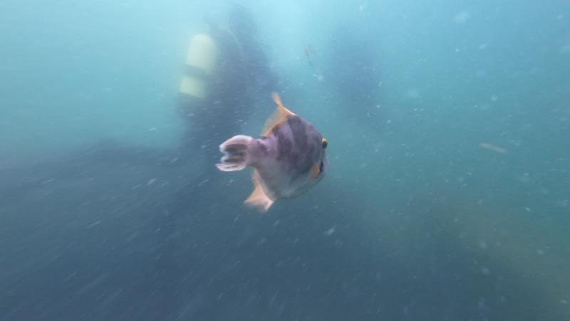 gallery/openWaterDive_23.jpg
