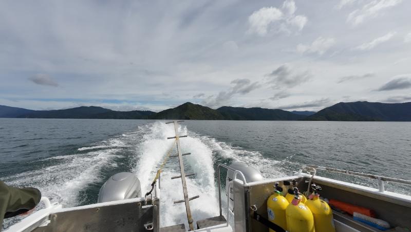 gallery/openWaterDive_42.jpg