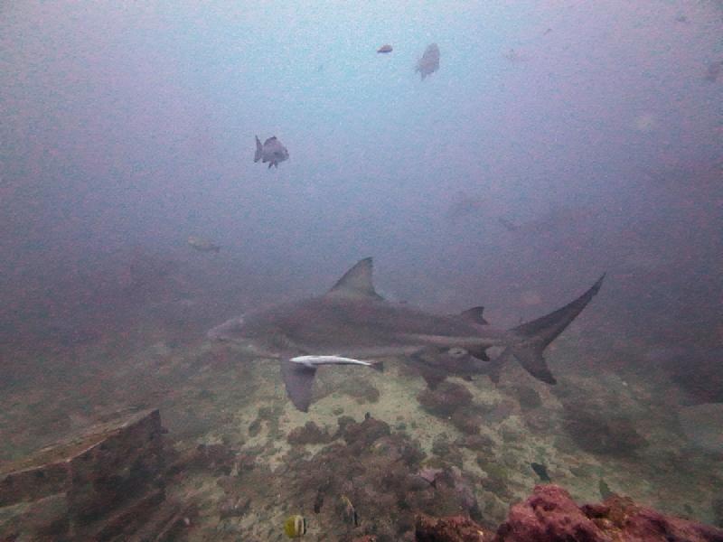 gallery/rachel_shark_02_uw.jpg