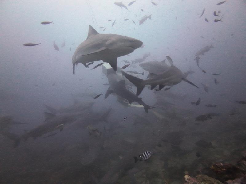 gallery/rachel_shark_03_uw.jpg