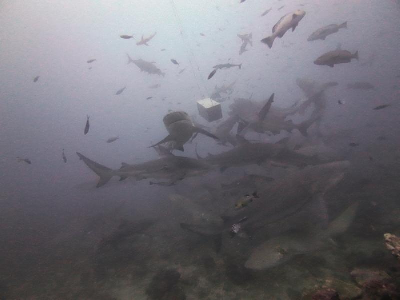 gallery/rachel_shark_04_uw.jpg