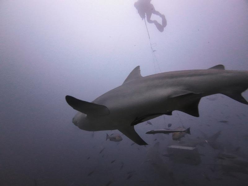 gallery/rachel_shark_08_uw.jpg