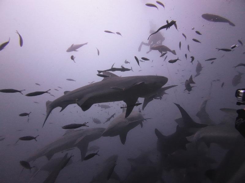 gallery/rachel_shark_10_uw.jpg