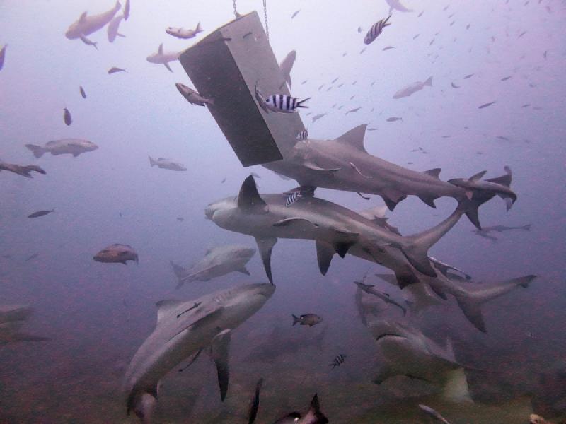 gallery/rachel_shark_11_uw.jpg