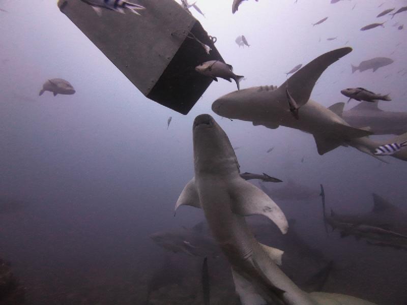 gallery/rachel_shark_12_uw.jpg