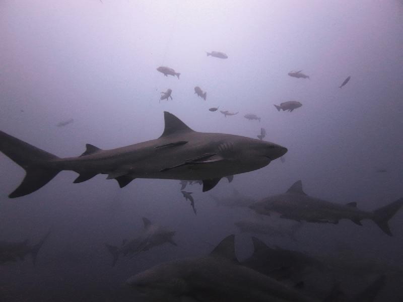 gallery/rachel_shark_17_uw.jpg
