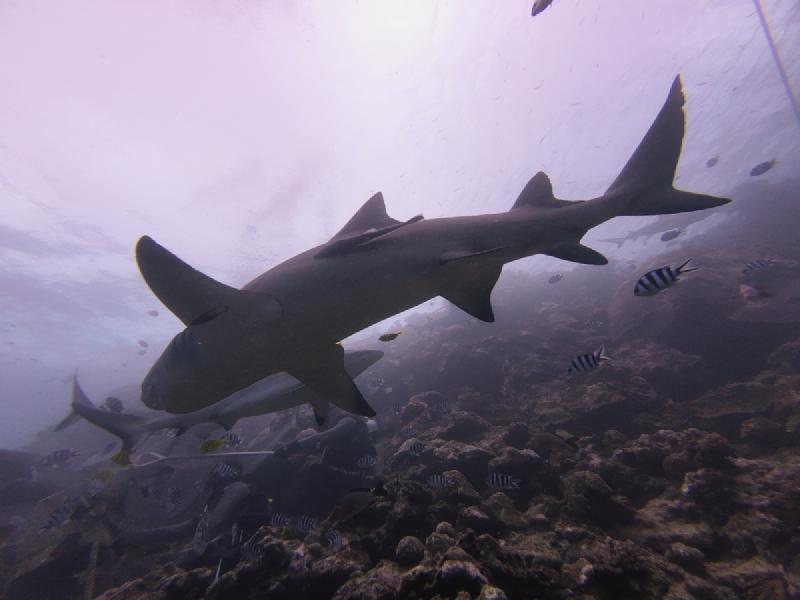 gallery/rachel_shark_24_uw.jpg