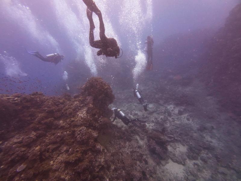 gallery/sam_coral_004_uw.jpg
