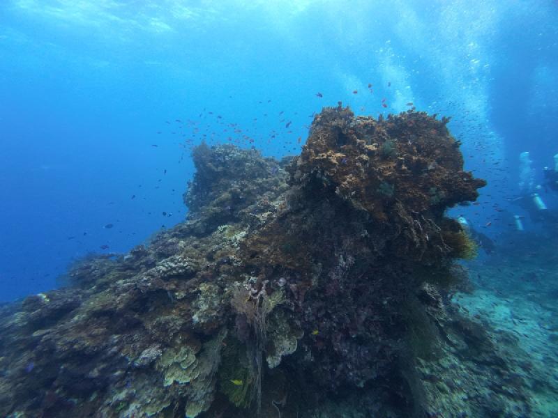 gallery/sam_coral_006.jpg