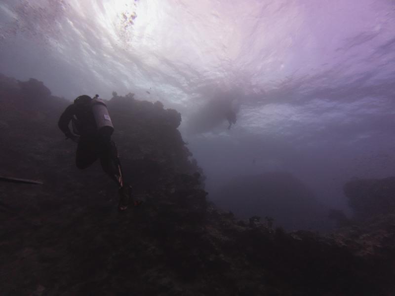 gallery/sam_coral_012_uw.jpg