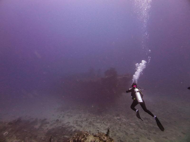 gallery/sam_coral_016_uw.jpg