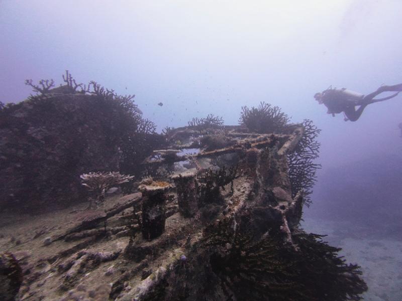 gallery/sam_coral_024_uw.jpg