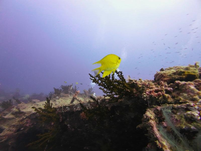 gallery/sam_coral_032_uw.jpg