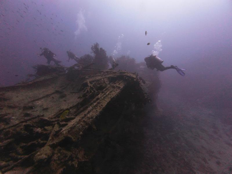 gallery/sam_coral_039_uw.jpg