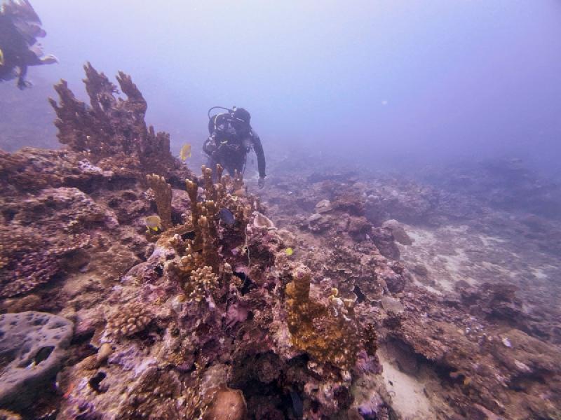 gallery/sam_coral_074_uw.jpg
