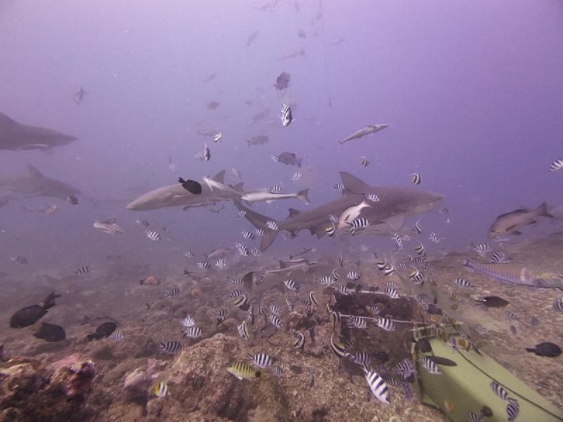 gallery/sam_shark_008_uw.jpg