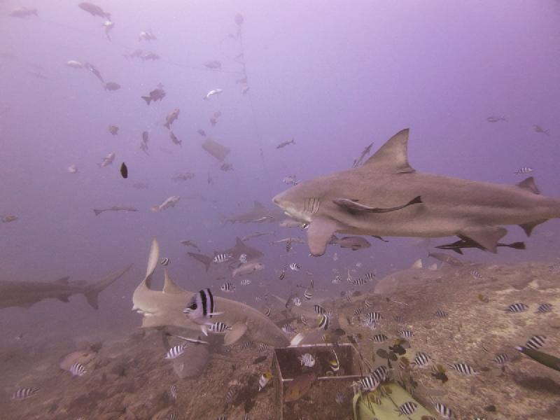 gallery/sam_shark_010_uw.jpg
