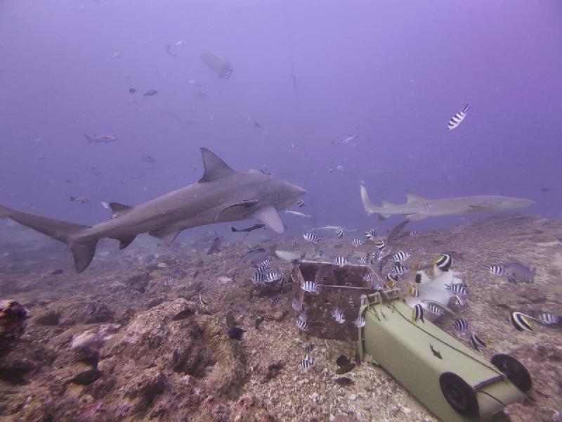 gallery/sam_shark_026_uw.jpg