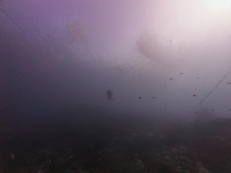 gallery/sam_shark_033_uw.jpg