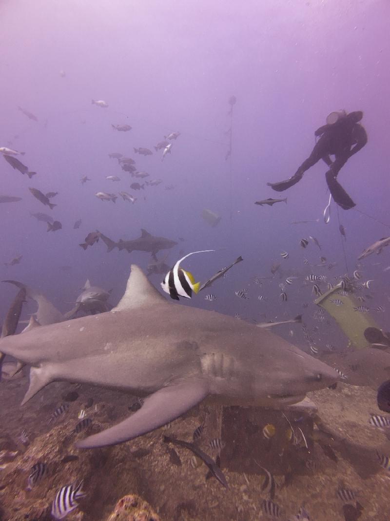 gallery/sam_shark_048_uw.jpg