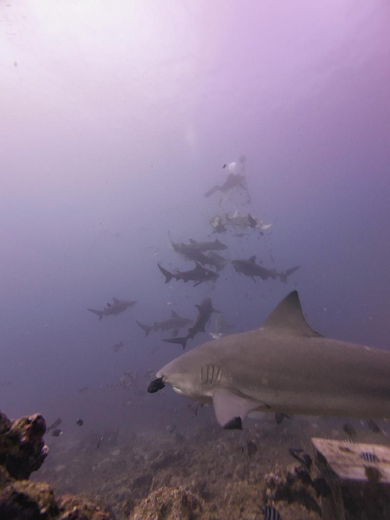 gallery/sam_shark_056_uw.jpg