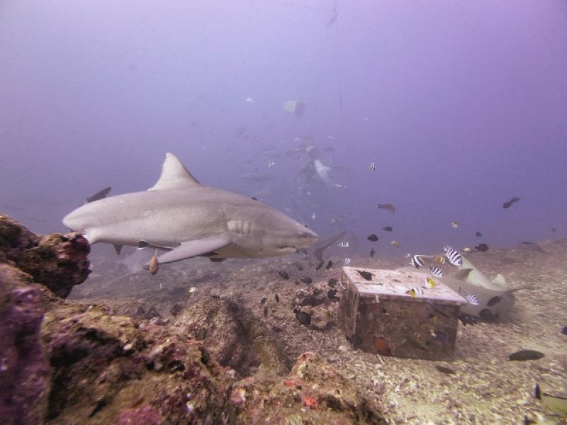 gallery/sam_shark_065_uw.jpg
