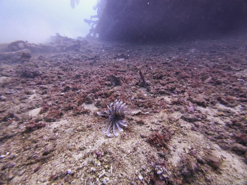 gallery/sam_shark_080_uw.jpg
