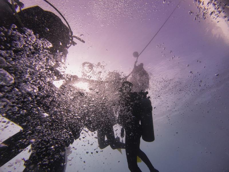 gallery/sam_shark_084_uw.jpg