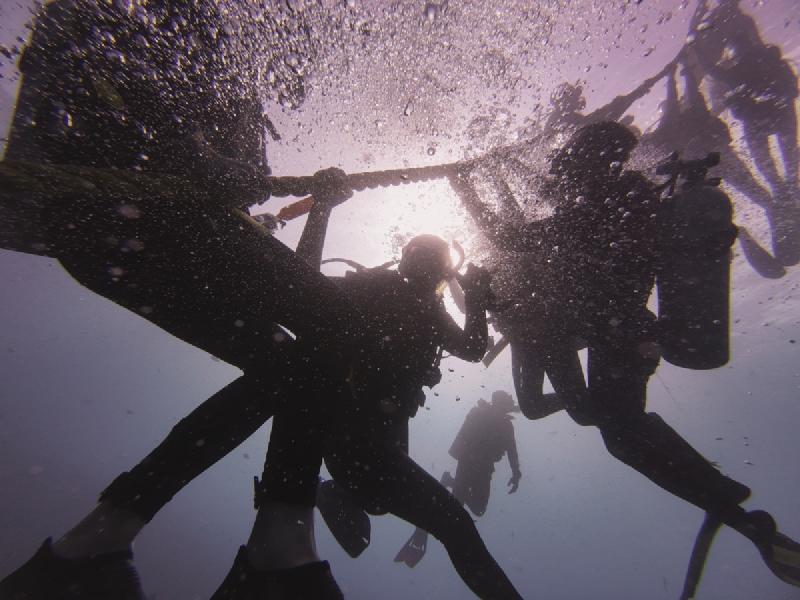 gallery/sam_shark_085_uw.jpg