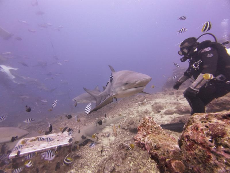 gallery/sam_shark_102_uw.jpg