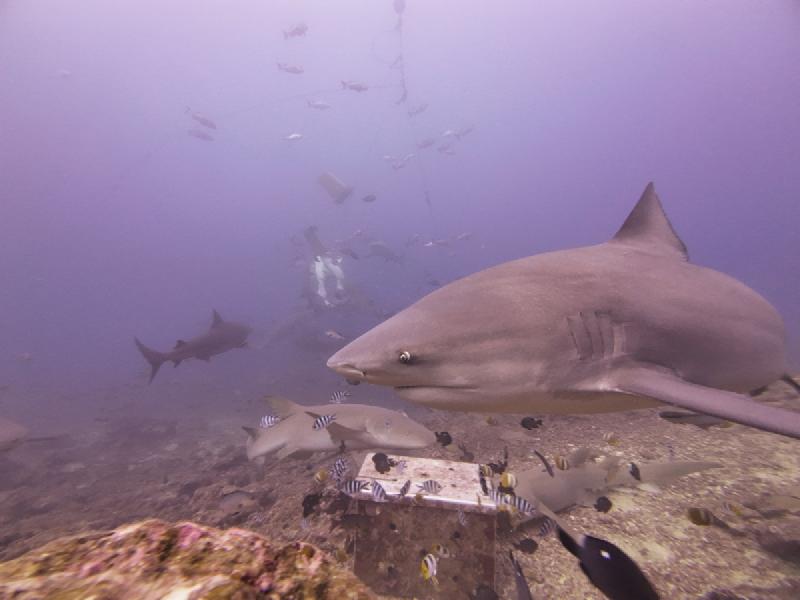gallery/sam_shark_103_uw.jpg
