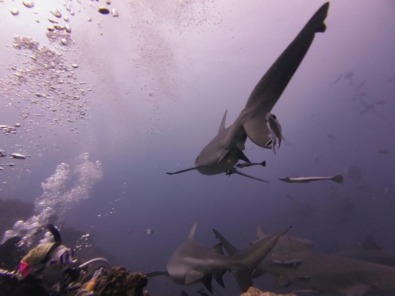 gallery/sam_shark_106_uw.jpg