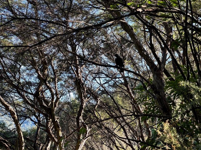 gallery/trohangaHike_5.jpg