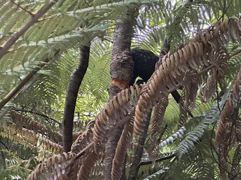 gallery/at_to_awaroha_15.jpg