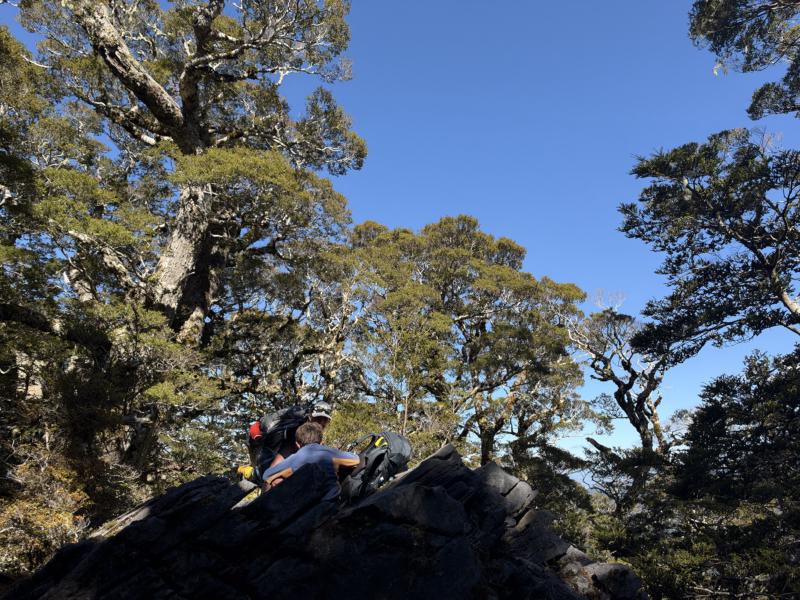 gallery/mt_arthur_hut_015.jpg